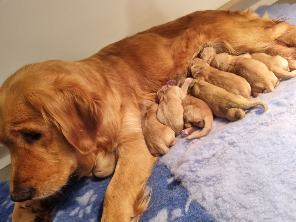 chiot Golden Retriever Des Mille Et Une Moustaches