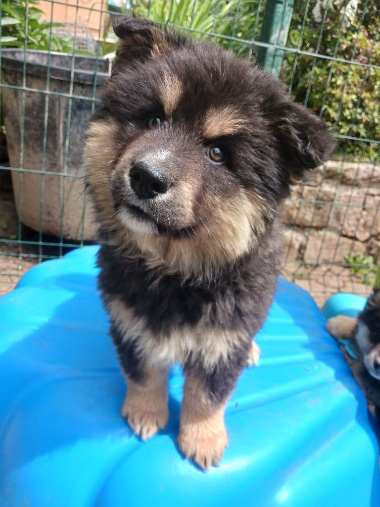 Des Mille Et Une Moustaches - Chiot disponible  - Chien finnois de Laponie