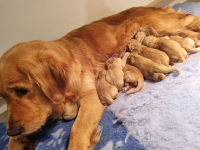 Des Mille Et Une Moustaches - Golden Retriever - Portée née le 23/12/2024