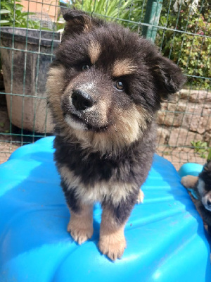 Des Mille Et Une Moustaches - Chien finnois de Laponie - Portée née le 12/03/2024