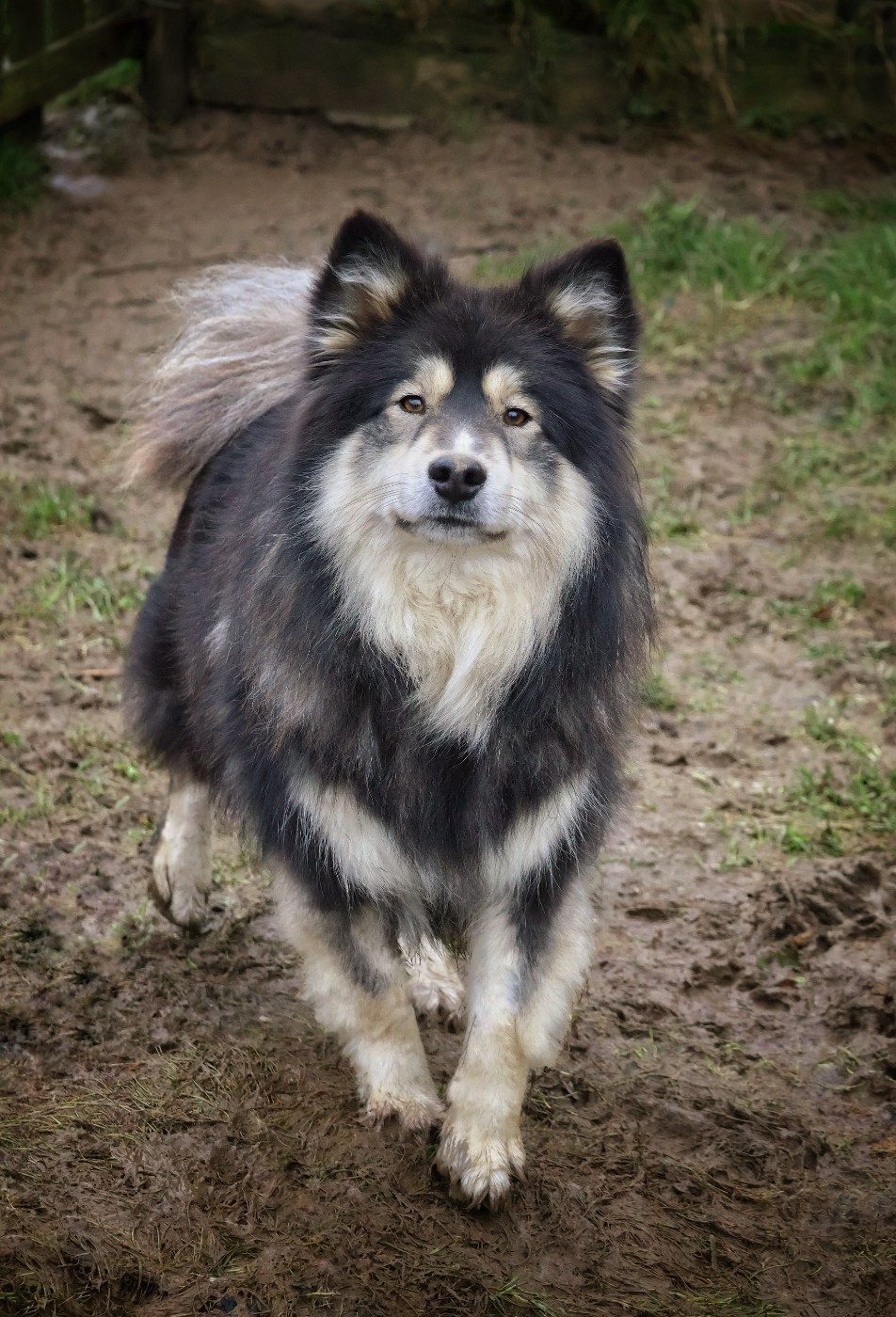 Unelma Des Mille Et Une Moustaches