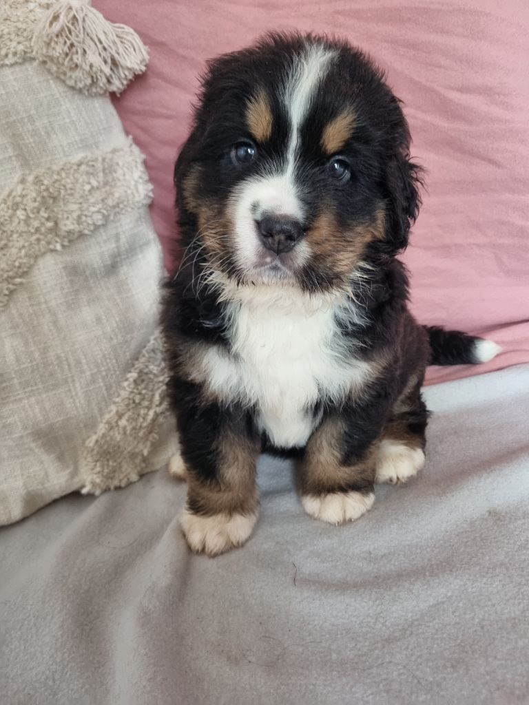 Des Mille Et Une Moustaches - Chiots disponibles - Bouvier Bernois