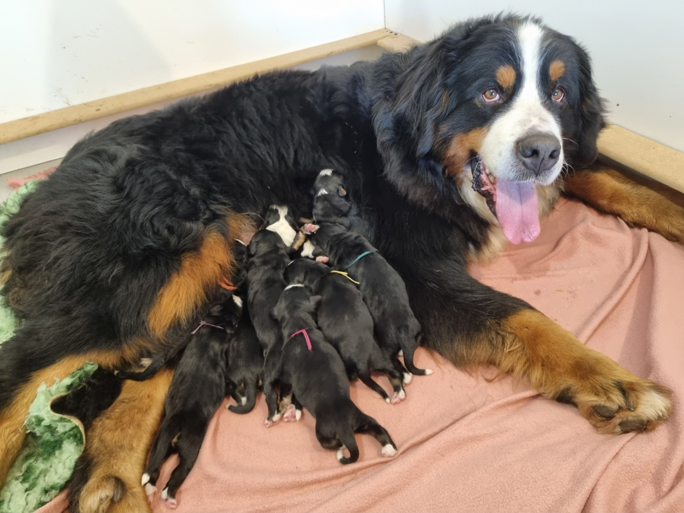 Chiot Bouvier Bernois Des Mille Et Une Moustaches