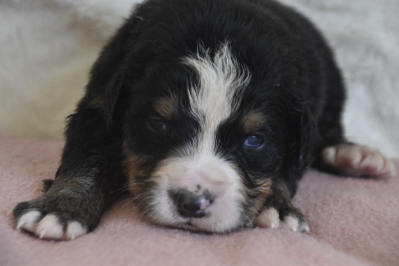 Des Mille Et Une Moustaches - Chiots disponibles - Bouvier Bernois