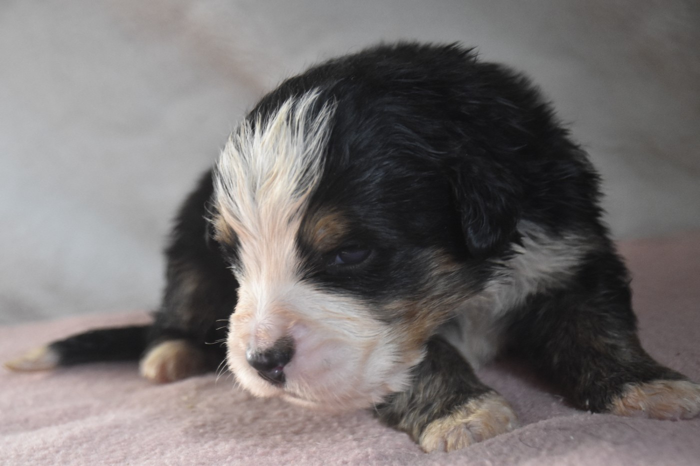 Des Mille Et Une Moustaches - Chiots disponibles - Bouvier Bernois