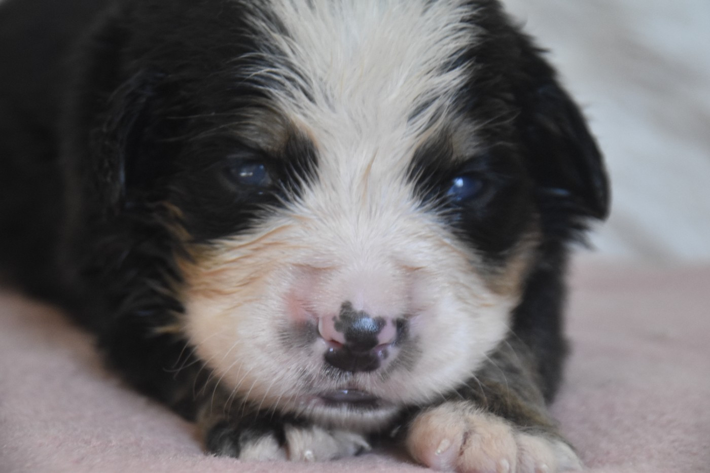 Des Mille Et Une Moustaches - Chiots disponibles - Bouvier Bernois