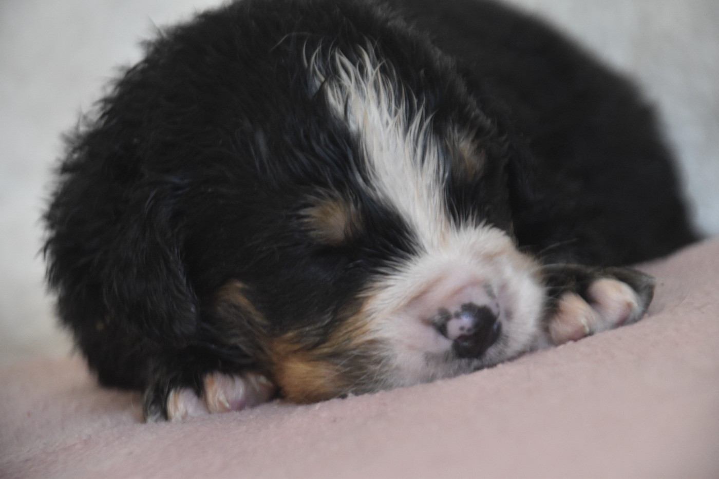 Des Mille Et Une Moustaches - Chiots disponibles - Bouvier Bernois