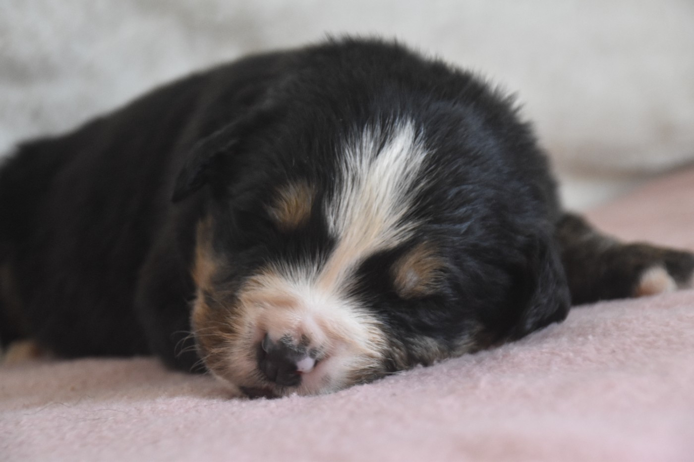 Des Mille Et Une Moustaches - Chiots disponibles - Bouvier Bernois