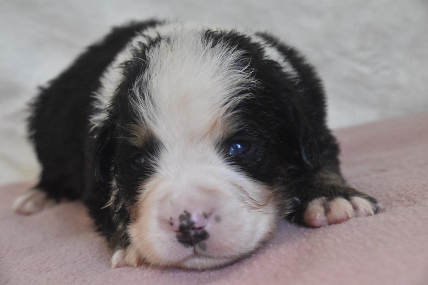 Des Mille Et Une Moustaches - Chiots disponibles - Bouvier Bernois
