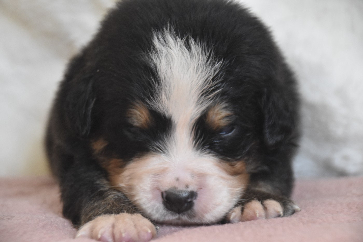 Des Mille Et Une Moustaches - Chiots disponibles - Bouvier Bernois