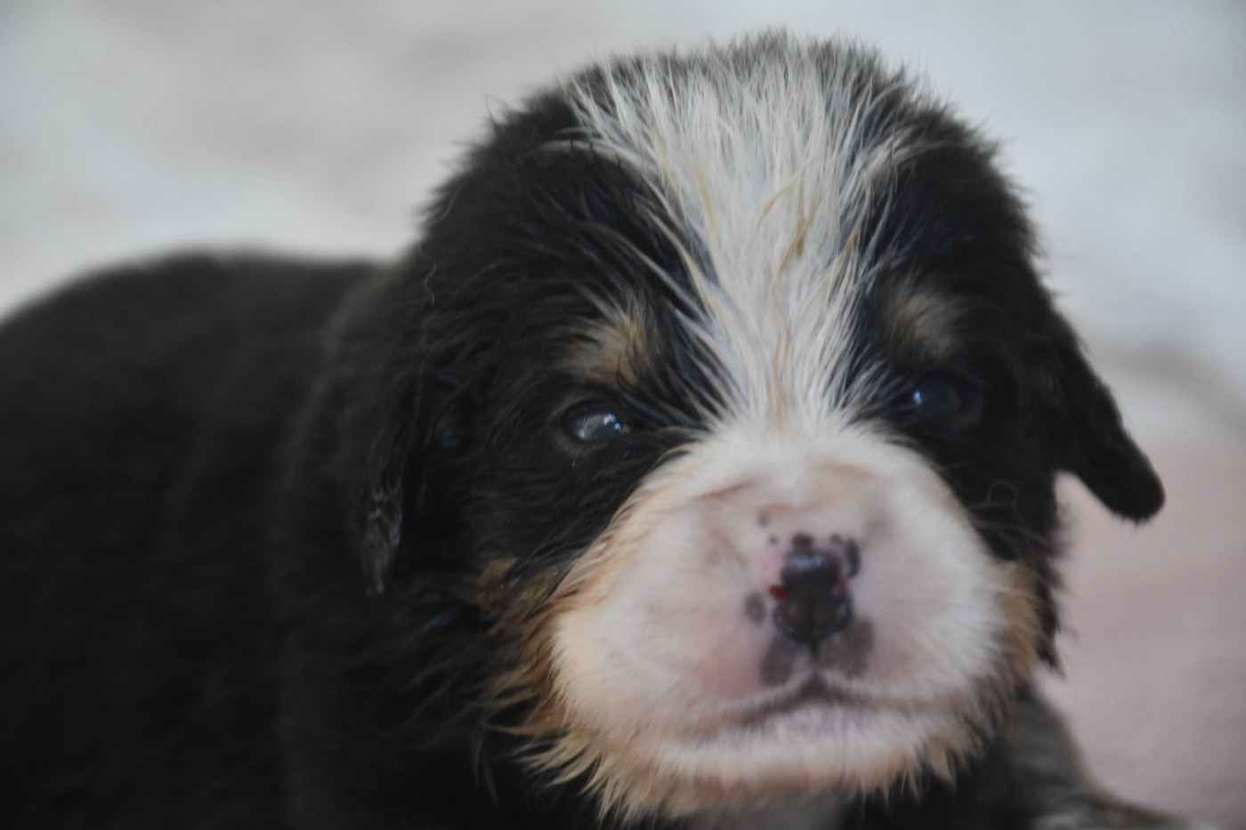 Des Mille Et Une Moustaches - Chiots disponibles - Bouvier Bernois