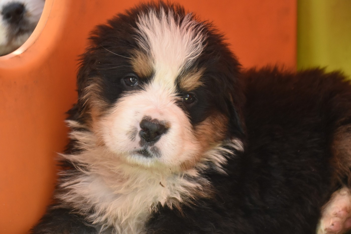 Des Mille Et Une Moustaches - Chiots disponibles - Bouvier Bernois