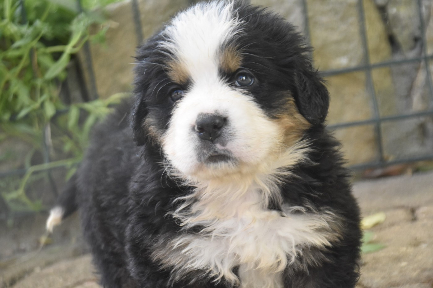 Des Mille Et Une Moustaches - Chiots disponibles - Bouvier Bernois