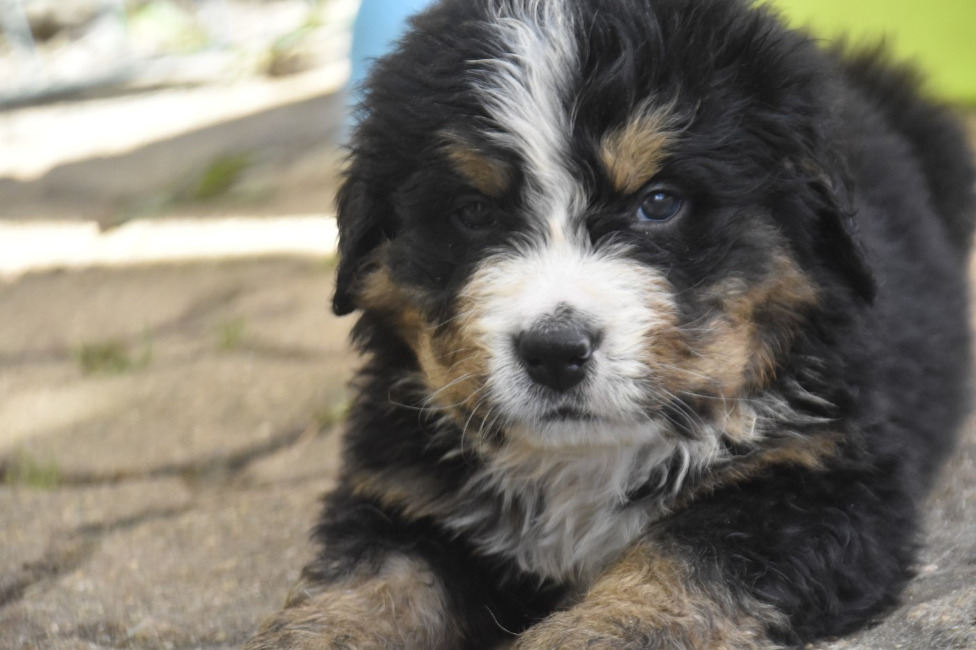 Des Mille Et Une Moustaches - Chiots disponibles - Bouvier Bernois