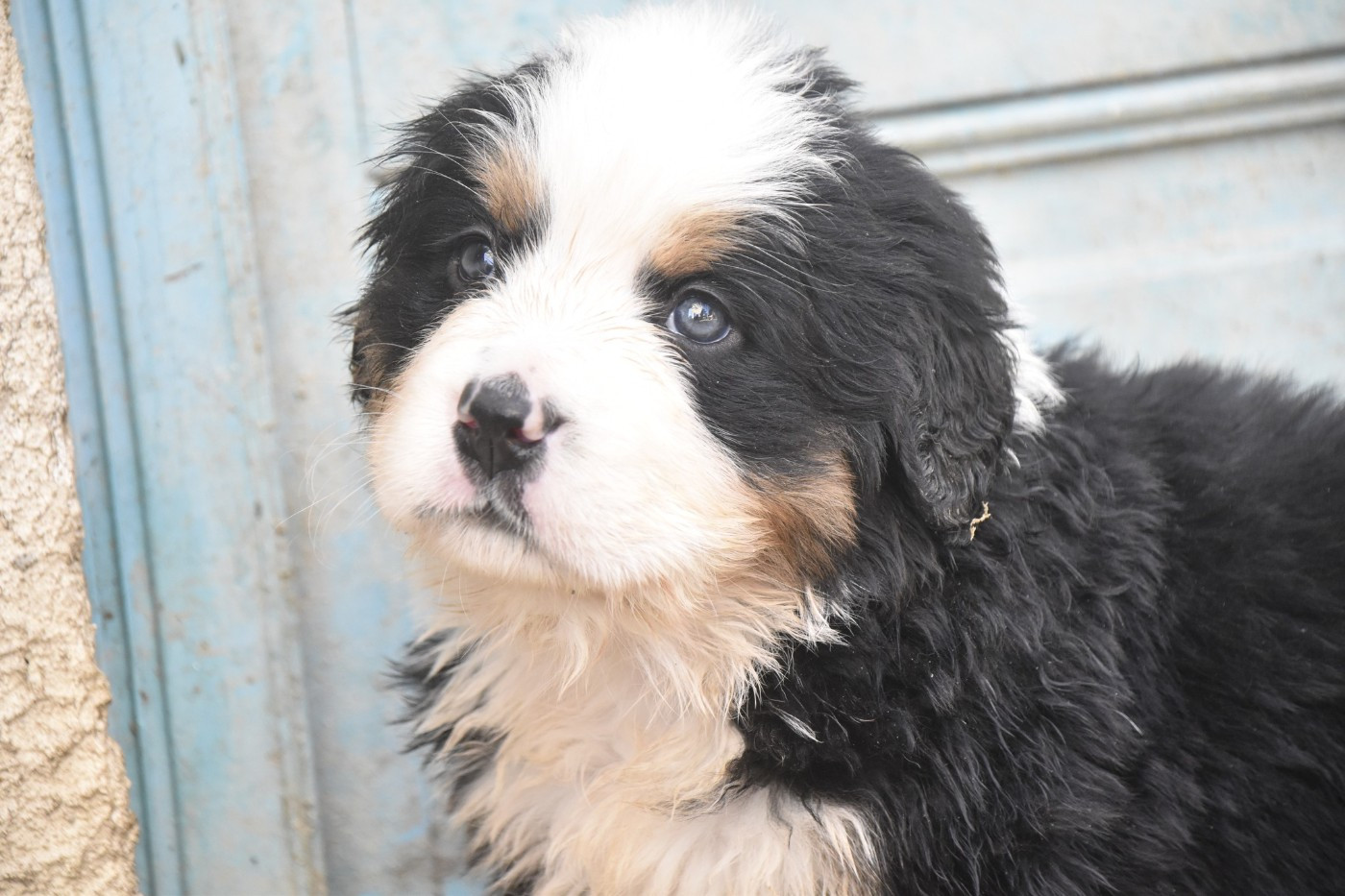 Des Mille Et Une Moustaches - Chiots disponibles - Bouvier Bernois