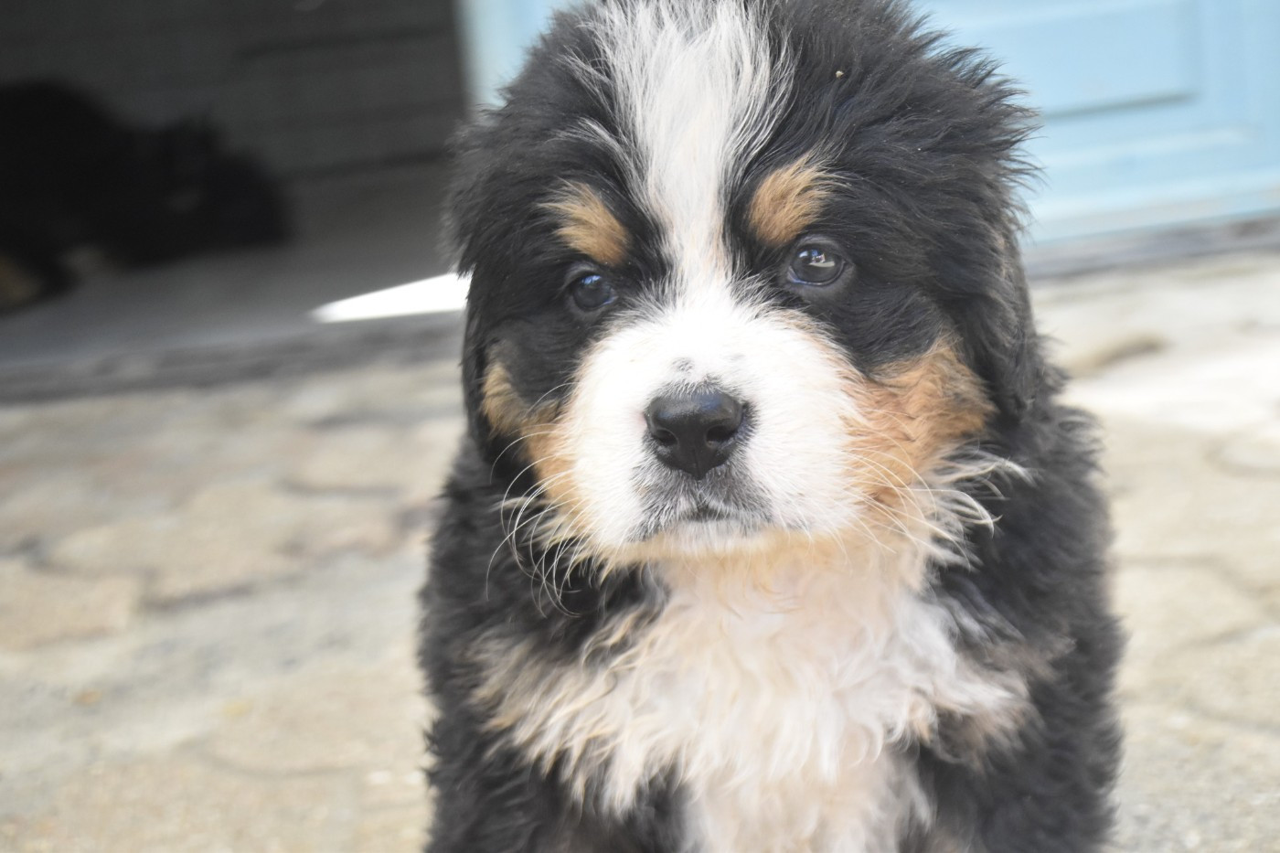 Des Mille Et Une Moustaches - Chiots disponibles - Bouvier Bernois