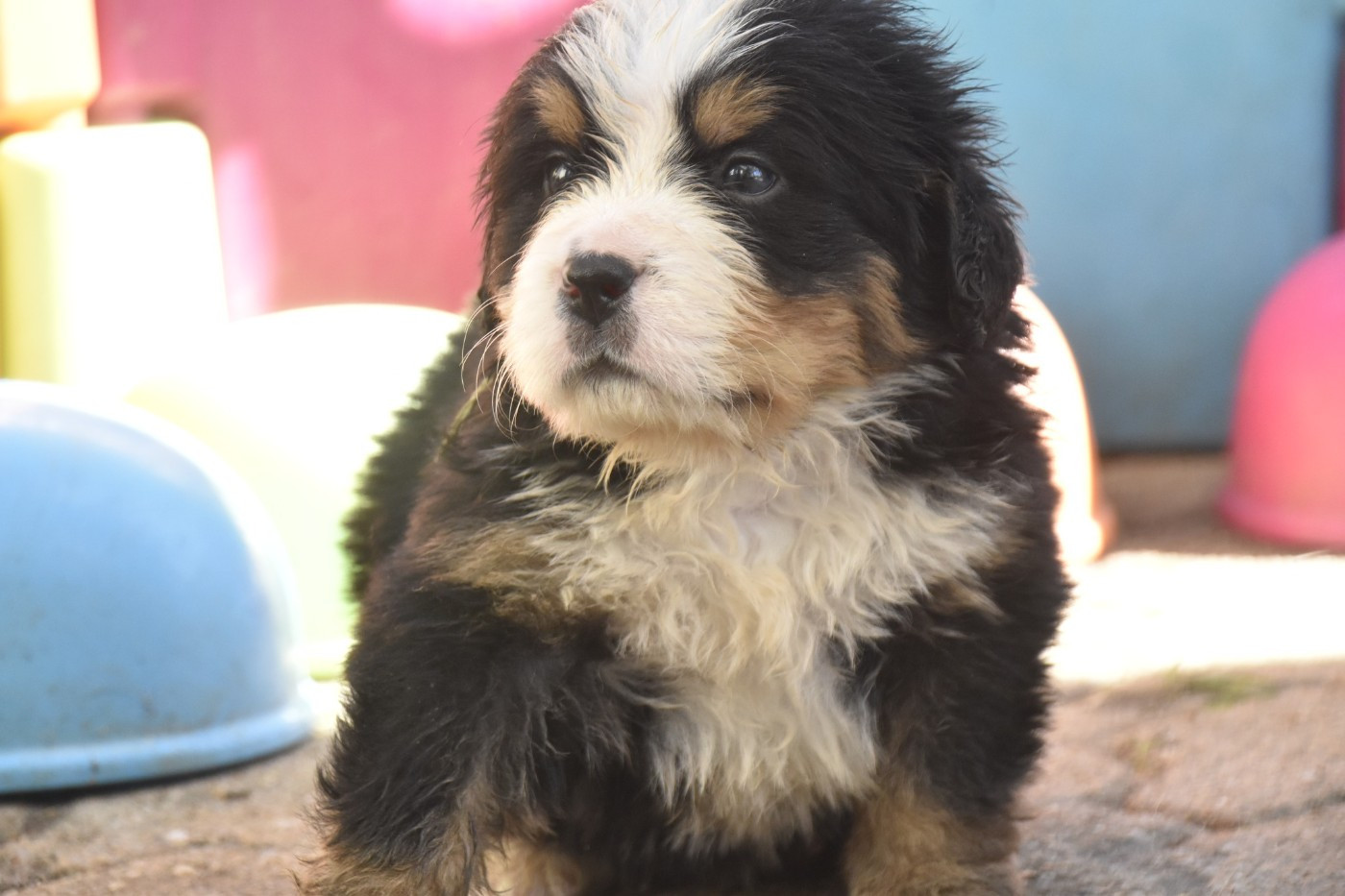 Des Mille Et Une Moustaches - Chiots disponibles - Bouvier Bernois