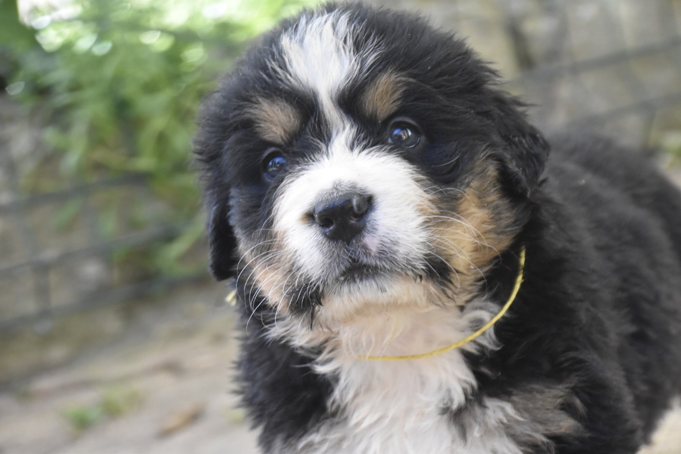 Des Mille Et Une Moustaches - Chiots disponibles - Bouvier Bernois