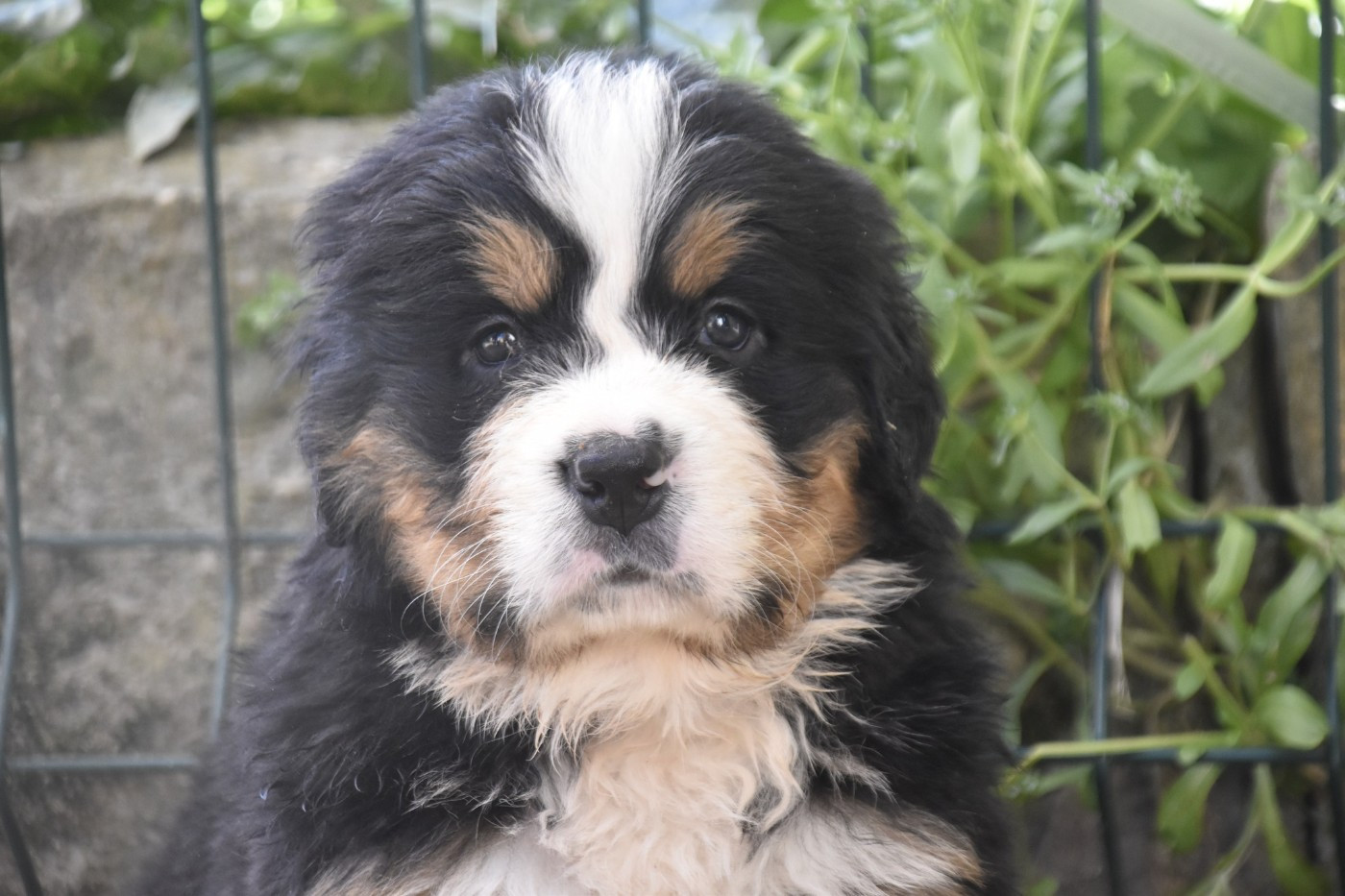 Des Mille Et Une Moustaches - Chiots disponibles - Bouvier Bernois