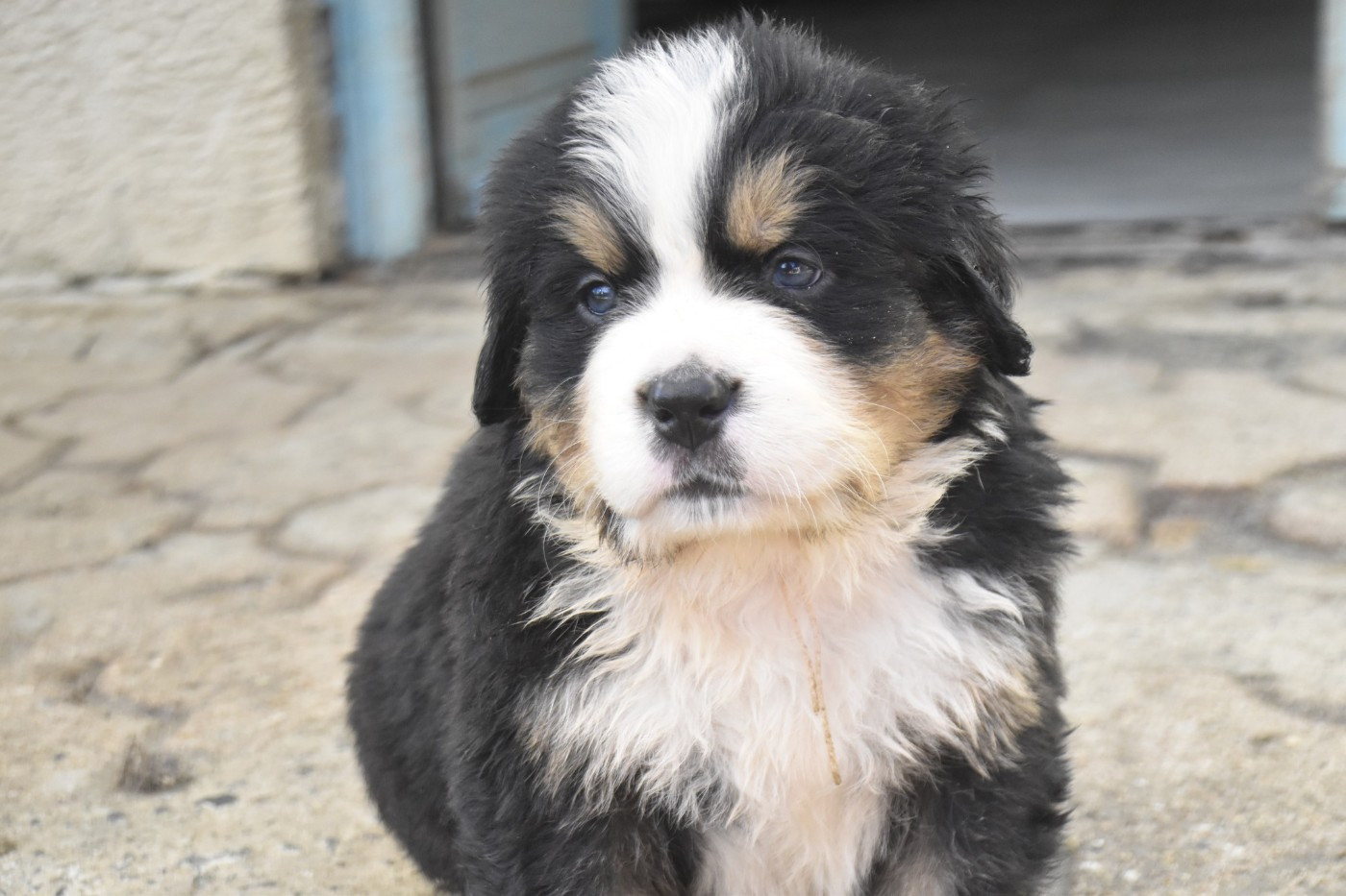 Des Mille Et Une Moustaches - Chiots disponibles - Bouvier Bernois