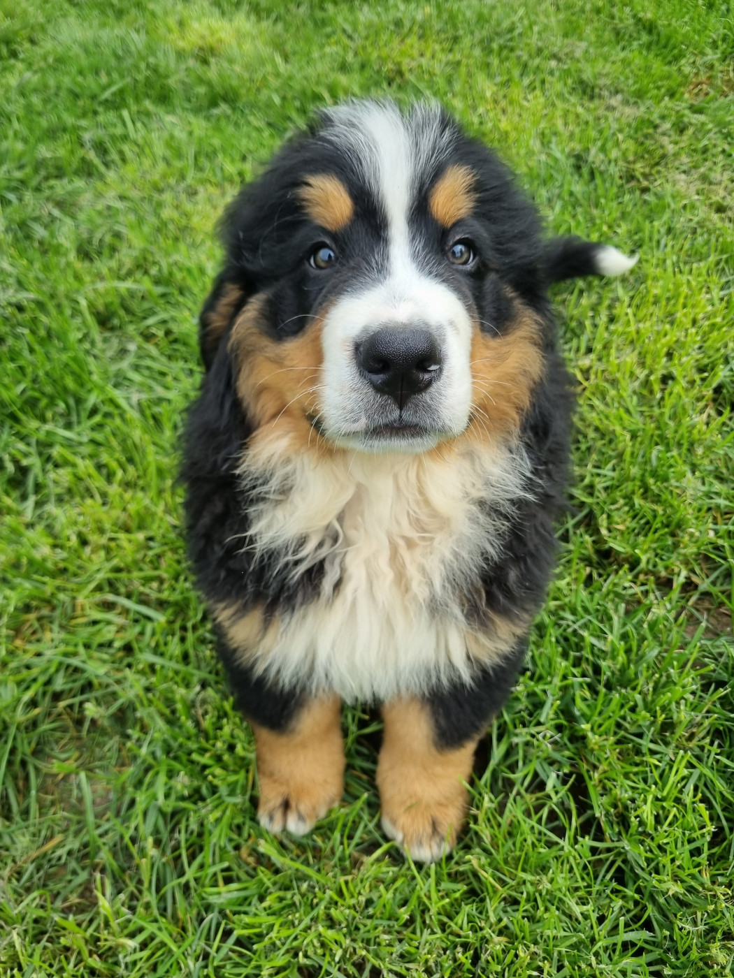 Des Mille Et Une Moustaches - Chiots disponibles - Bouvier Bernois