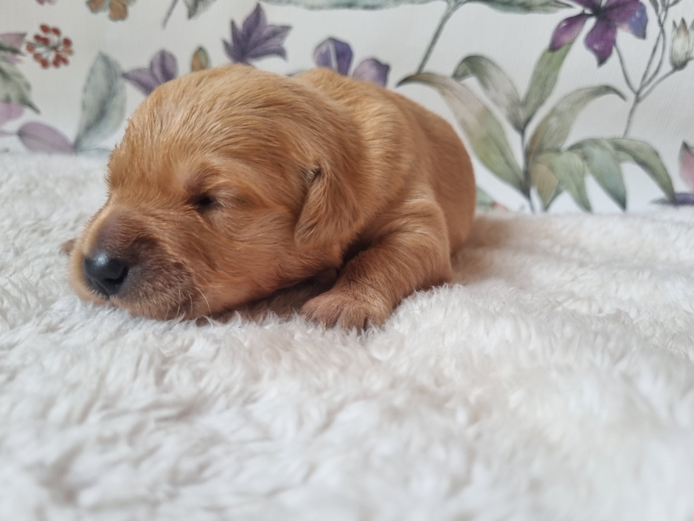 Des Mille Et Une Moustaches - Chiots disponibles - Golden Retriever