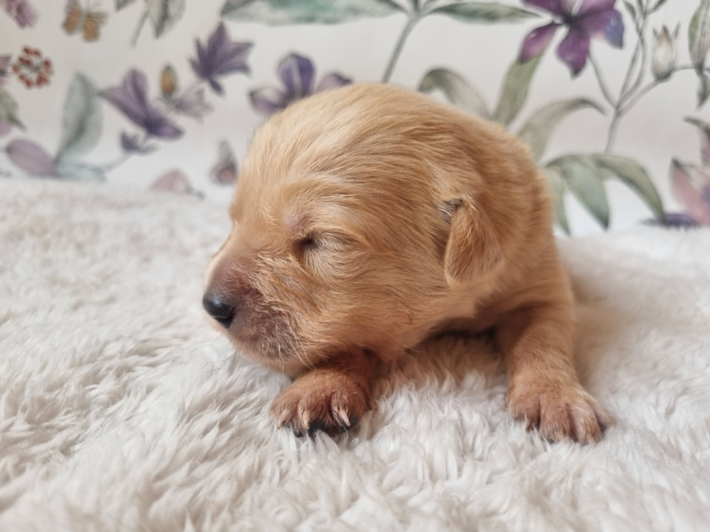 Des Mille Et Une Moustaches - Chiots disponibles - Golden Retriever