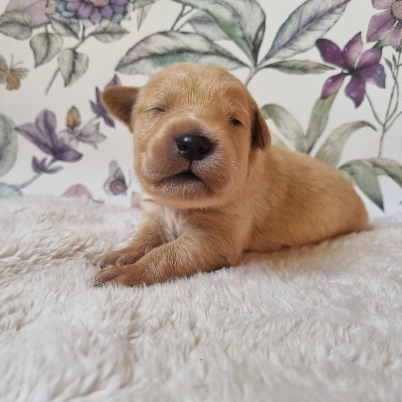 Des Mille Et Une Moustaches - Chiots disponibles - Golden Retriever