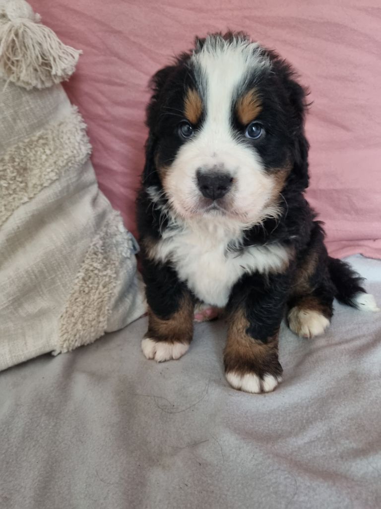 Des Mille Et Une Moustaches - Chiots disponibles - Bouvier Bernois