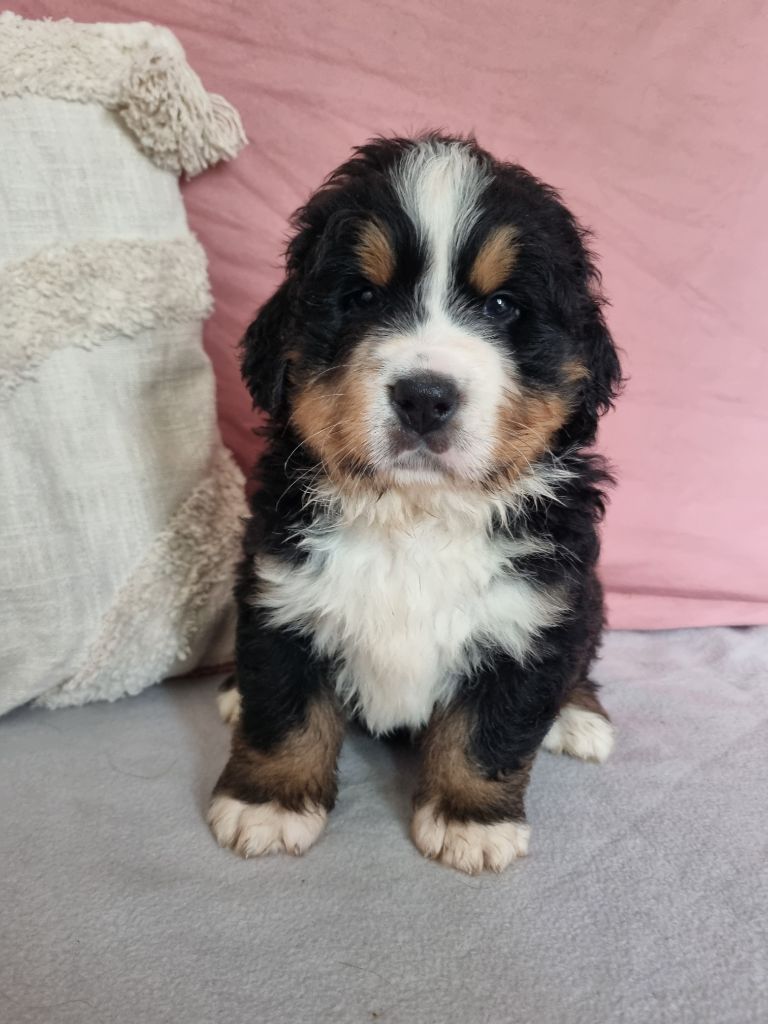 Des Mille Et Une Moustaches - Chiots disponibles - Bouvier Bernois